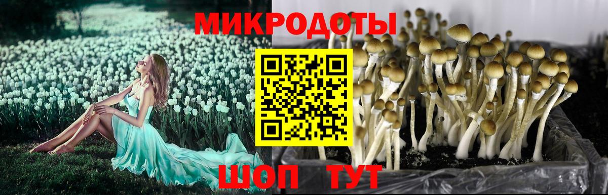 Псилоцибиновые грибы GOLDEN TEACHER Новошахтинск